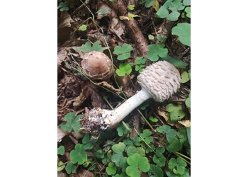 Keulenfüßiger Safran-Schirmling (Chlorophyllum olivieri) - © Bernard Wieser