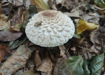 Keulenfüßiger Safran-Schirmling (Chlorophyllum olivieri) - © Bernard Wieser