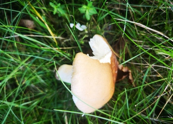 Olivockerfarbener Heringstäubling (Russula cicatricata) - © Bernard Wieser
