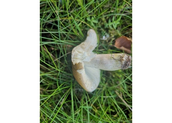 Olivockerfarbener Heringstäubling (Russula cicatricata) - © Bernard Wieser