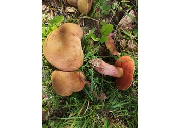 Glattstieliger Hexenröhrling (Suillellus queletii) - © Bernard Wieser