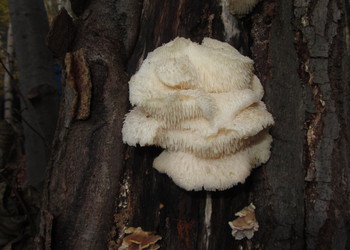 Dorniger Stachelbart (Hericium cirrhatum ) - © Bernard Wieser