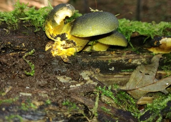 Gelbstieliger Muschelseitling (Panellus serotinus) - © Bernard Wieser