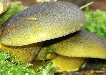 Gelbstieliger Muschelseitling (Panellus serotinus) - © Bernard Wieser