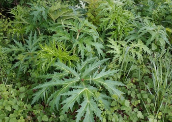 Riesen-Bärenklau, Herkulesstaude (Heracleum mantegazzianum) - © Bernard Wieser