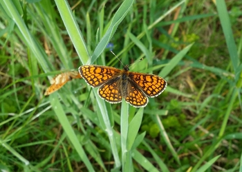Wachtelweizen-Scheckenfalter (Melitaea athalia) - © Bernard Wieser