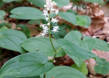 Zweiblättriges Schattenblümchen (Maianthemum bifolium) - © Bernard Wieser