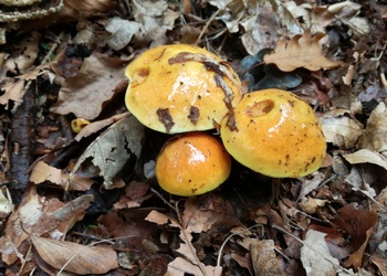 Goldröhrling (Suillus grevillei) - © Bernard Wieser