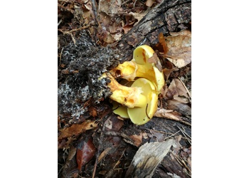 Goldröhrling (Suillus grevillei) - © Bernard Wieser