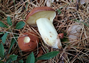 Körnchenröhrling (Suillus granulatus) - © Bernard Wieser