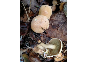 Kuhröhrling (Suillus bovinus) - © Bernard Wieser