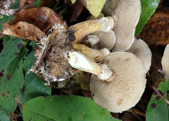 Grauer Lärchenröhrling (Suillus viscidus) - © Bernard Wieser