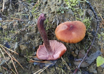 Zweifärbiger Lacktrichterling (Laccaria bicolor) - © Bernard Wieser