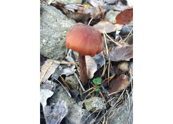 Zweifärbiger Lacktrichterling (Laccaria bicolor) - © Bernard Wieser