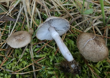 Beringter Erd-Ritterling (Tricholoma cingulatum) - © Bernard Wieser