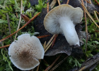 Beringter Erd-Ritterling (Tricholoma cingulatum) - © Bernard Wieser