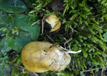 Gelbliche Wurzeltrüffel (Rhizopogon luteolus) - © Bernard Wieser