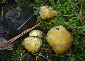 Gelbliche Wurzeltrüffel (Rhizopogon luteolus) - © Bernard Wieser