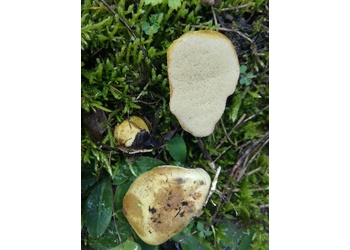 Gelbliche Wurzeltrüffel (Rhizopogon luteolus) - © Bernard Wieser
