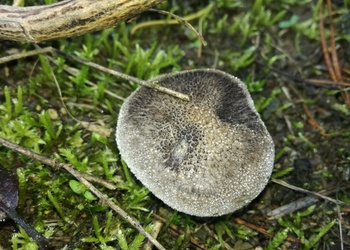 Schuppenstieliger Erd-Ritterling (Tricholoma squarrulosum) - © Bernard Wieser