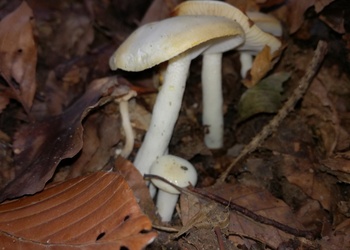 Goldzahn-Schneckling (Hygrophorus chrysodon) - © Bernard Wieser