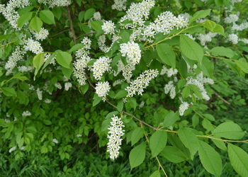 Echt-Traubenkirsche (Prunus padus) - © Patrick Schwager