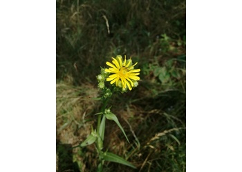 Dach-Pippau (Crepis tectorum) - © Bernard Wieser