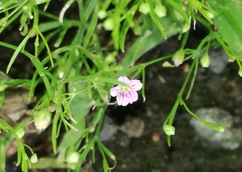 Mauer-Gipskraut (Gypsophila muralis) - © Bernard Wieser