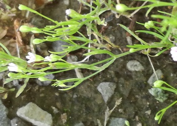Mauer-Gipskraut (Gypsophila muralis) - © Bernard Wieser