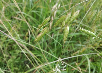 Weiche Trespe (Bromus hordeaceus) - © Bernard Wieser