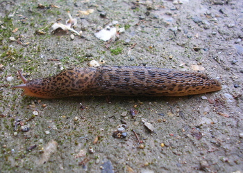 Tigerschnegel (Limax maximus) - © Anton Koschuh