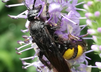 Borstige Dolchwespe (Scolia hirta) - © Bernard Wieser