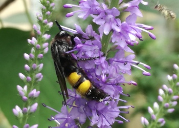 Borstige Dolchwespe (Scolia hirta) - © Bernard Wieser