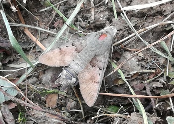 Taubenschwänzchen (Macroglossum stellatarum) - © Bernard Wieser