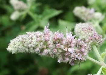 Ross-Minze (Mentha longifolia) - © Bernard Wieser
