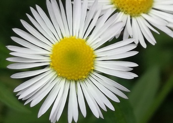 Gewöhnliches Feinstrahl-Berufskraut (Erigeron annuus) - © Bernard Wieser