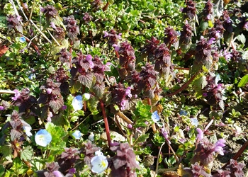 Kleine Taubnessel, Purpur-Taubnessel (Lamium purpureum) - © Bernard Wieser