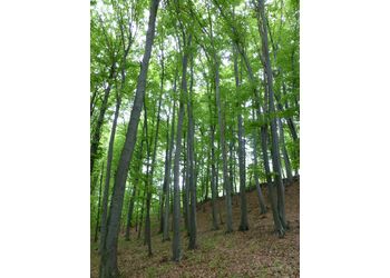 Buchenwälder - © Philipp Sengl