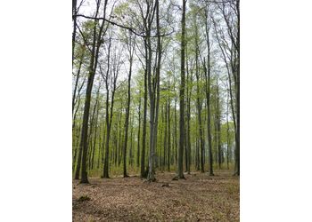 Buchenwälder - © Philipp Sengl