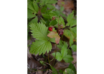 Wald-Erdbeere (Fragaria vesca) - © Bernard Wieser