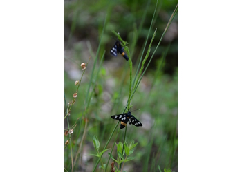 Weißfleckwidderchen (Amata phegea) - © Bernard Wieser