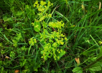 Breitblatt-Wolfsmilch (Euphorbia platyphyllos subsp. platyphyllos) - © Bernard Wieser