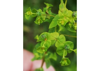Breitblatt-Wolfsmilch (Euphorbia platyphyllos subsp. platyphyllos) - © Bernard Wieser