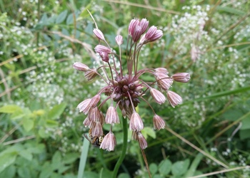 Kohl-Lauch (Allium oleraceum) - © Bernard Wieser