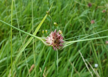 Kohl-Lauch (Allium oleraceum) - © Bernard Wieser