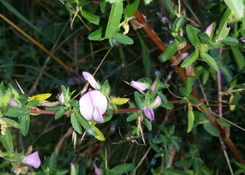 Dorniger Hauhechel (Ononis spinosa) - © Bernard Wieser