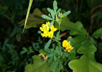 Sichelklee (Medicago falcata) - © Bernard Wieser