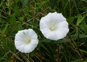 Echte Zaunwinde (Calystegia sepium) - © Bernard Wieser