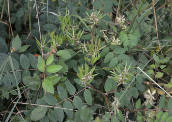 Süßer Tragant, Bärenschote (Astragalus glycyphyllos) - © Bernard Wieser