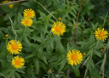 Weidenblättriger Alant (Inula salicina) - © Bernard Wieser